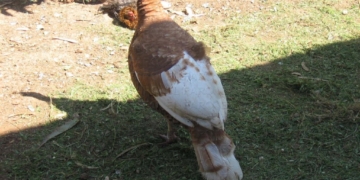 alt