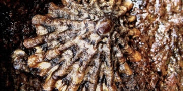 La Patella ferruginea vive sobre sustrato duro, no en arena.