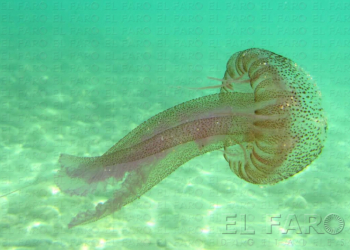 Ejemplar de la medusa Pelagia noctiluca (medusa luminiscente), frecuente en las costas melillenses.