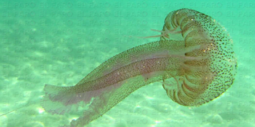 Ejemplar de la medusa Pelagia noctiluca (medusa luminiscente), frecuente en las costas melillenses.