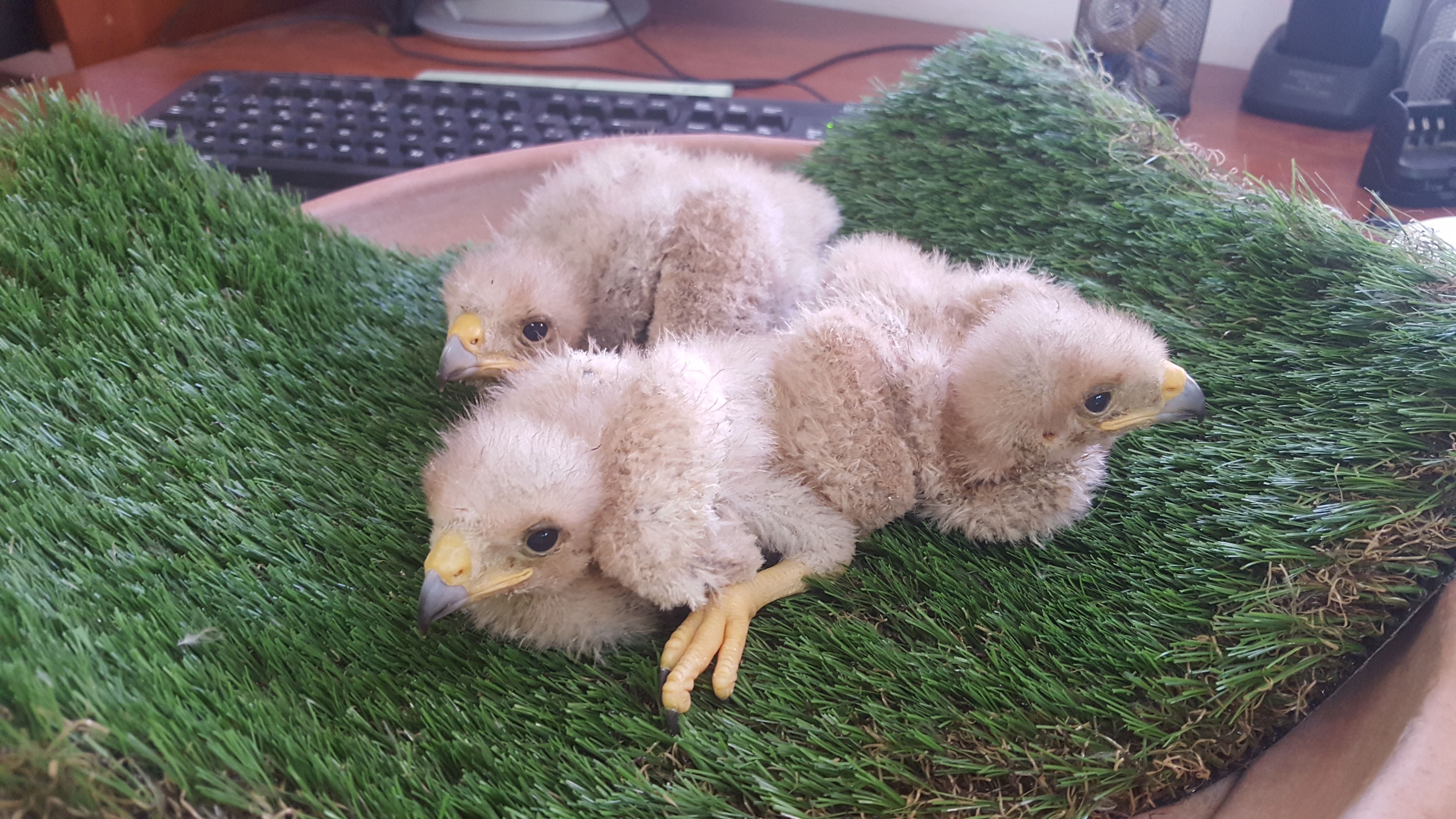 Nacen tres águilas de Harris en el Control de Fauna del aeropuerto - El  Faro de Melilla