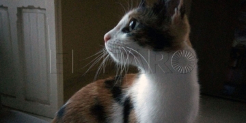 Lilith