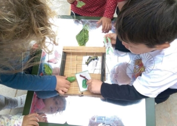 Varios niños aprenden Ciencias Naturales en una clase práctica con insectos y vegetación del parque