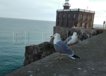 Guelaya controla en su censo las aves migratorias que hibernan en Melilla