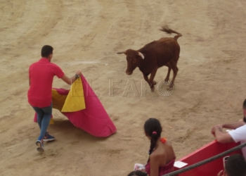 Decenas de jóvenes participan en la suelta de las vaquillas