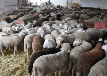 Agricultura estudia si un brote de fiebre aftosa en Marruecos afectaría al paso de los borregos