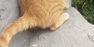 Gato