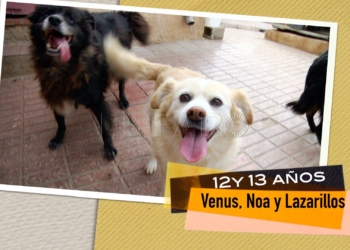 Venus, Noa y Lazarillo buscan hogar