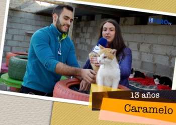 Caramelo busca hogar