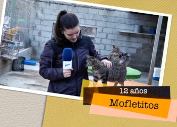 Mofletitos busca hogar