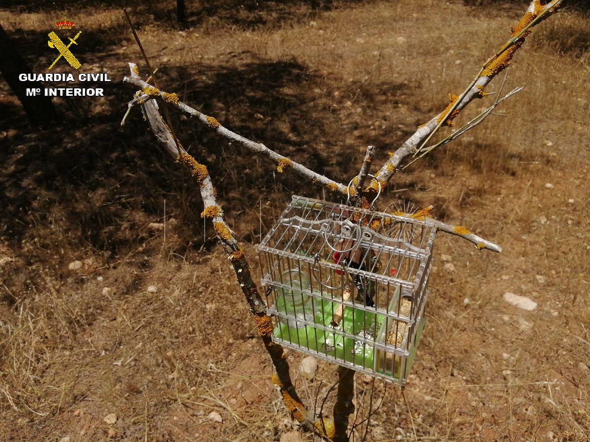 Promesa contar hasta Escarpado La Guardia Civil recuerda la prohibición de usar medios ilegales de caza