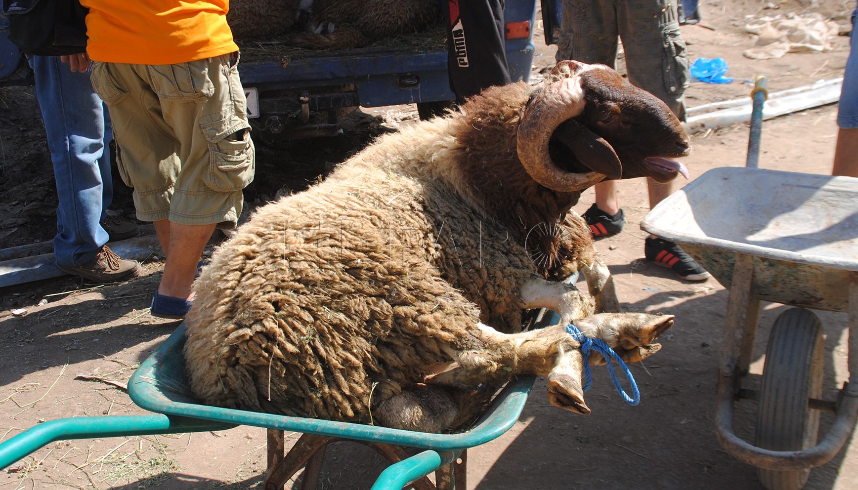 CpM pide a Vivas que permita en Ceuta la celebración de la Fiesta del Sacrificio