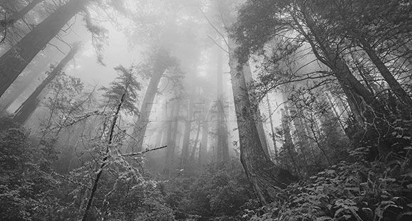 Los bosques, refugio indispensable de la biodiversidad