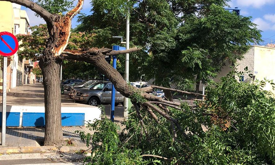 Medio Ambiente retirará dos árboles en la Avenida Donantes de Sangre derribados por el viento