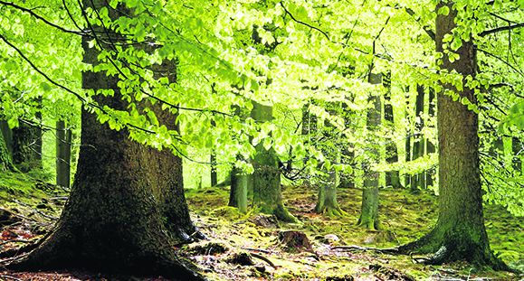 Es hora de actuar por la Naturaleza