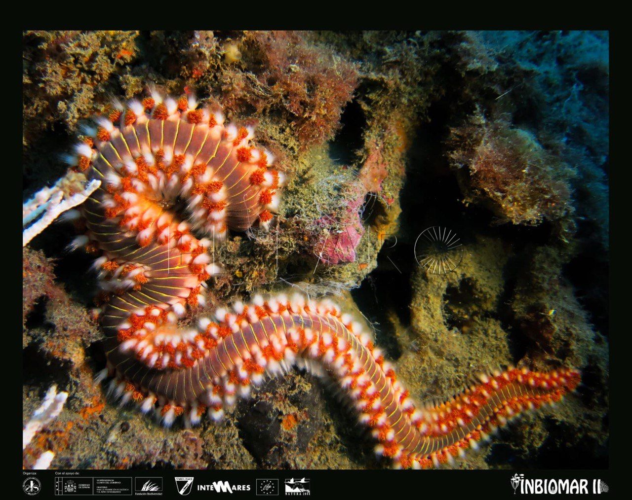 Dos meses “no son suficientes para revertir décadas de abusos” en el ecosistema marino