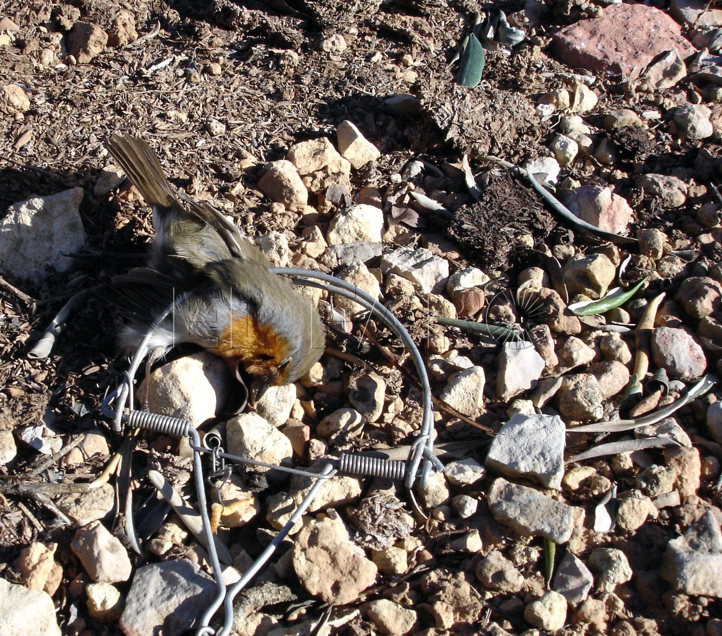 SEO/BirdLife lanza una web para facilitar la denuncia ciudadana frente a las agresiones ambientales