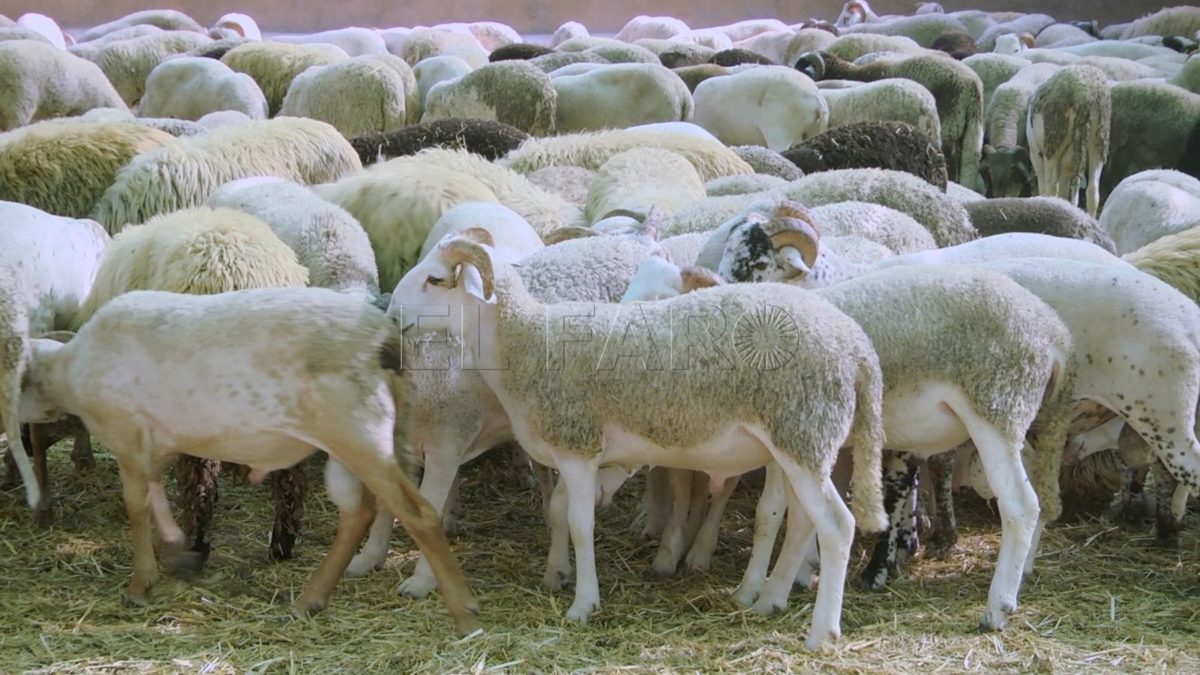 La Comisión Islámica de Melilla pide a los ganaderos y vendedores de ganados unos "precios justos"