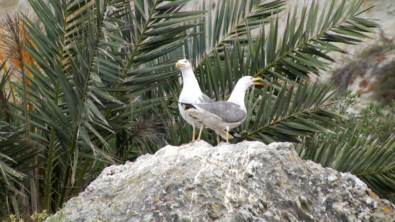 La gaviota de Audouin: entre la conservación y la desaparición