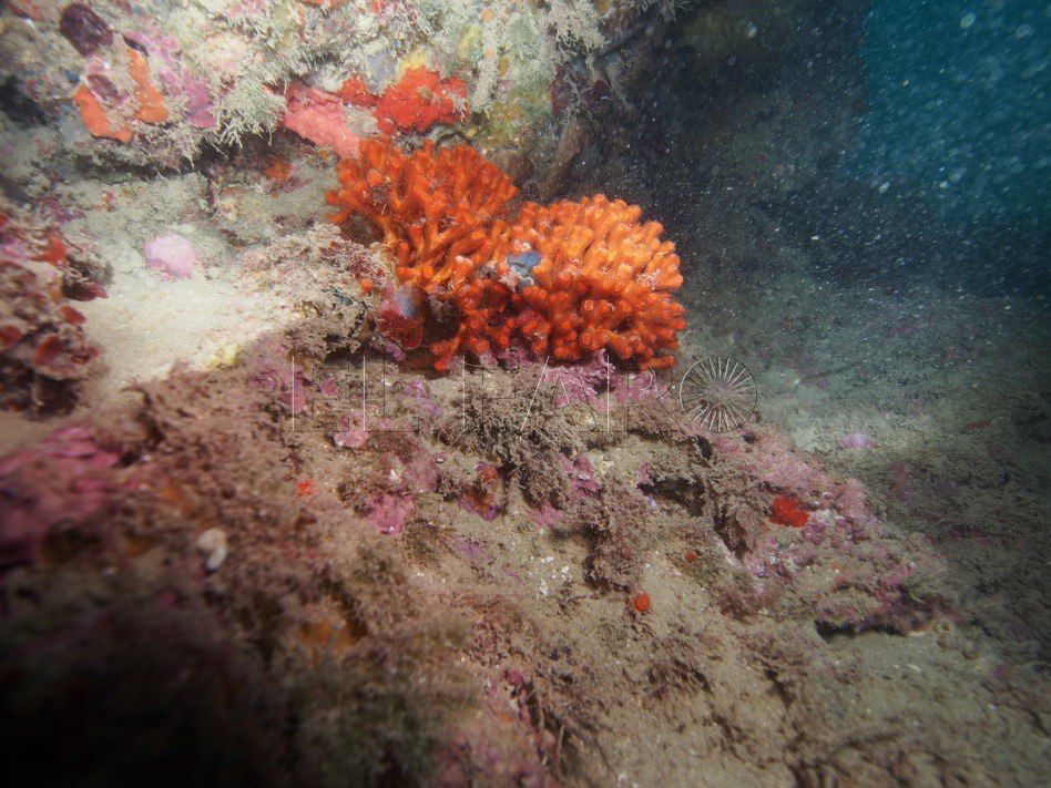 “La mayor amenaza es que el litoral de Melilla está abandonado a su suerte”