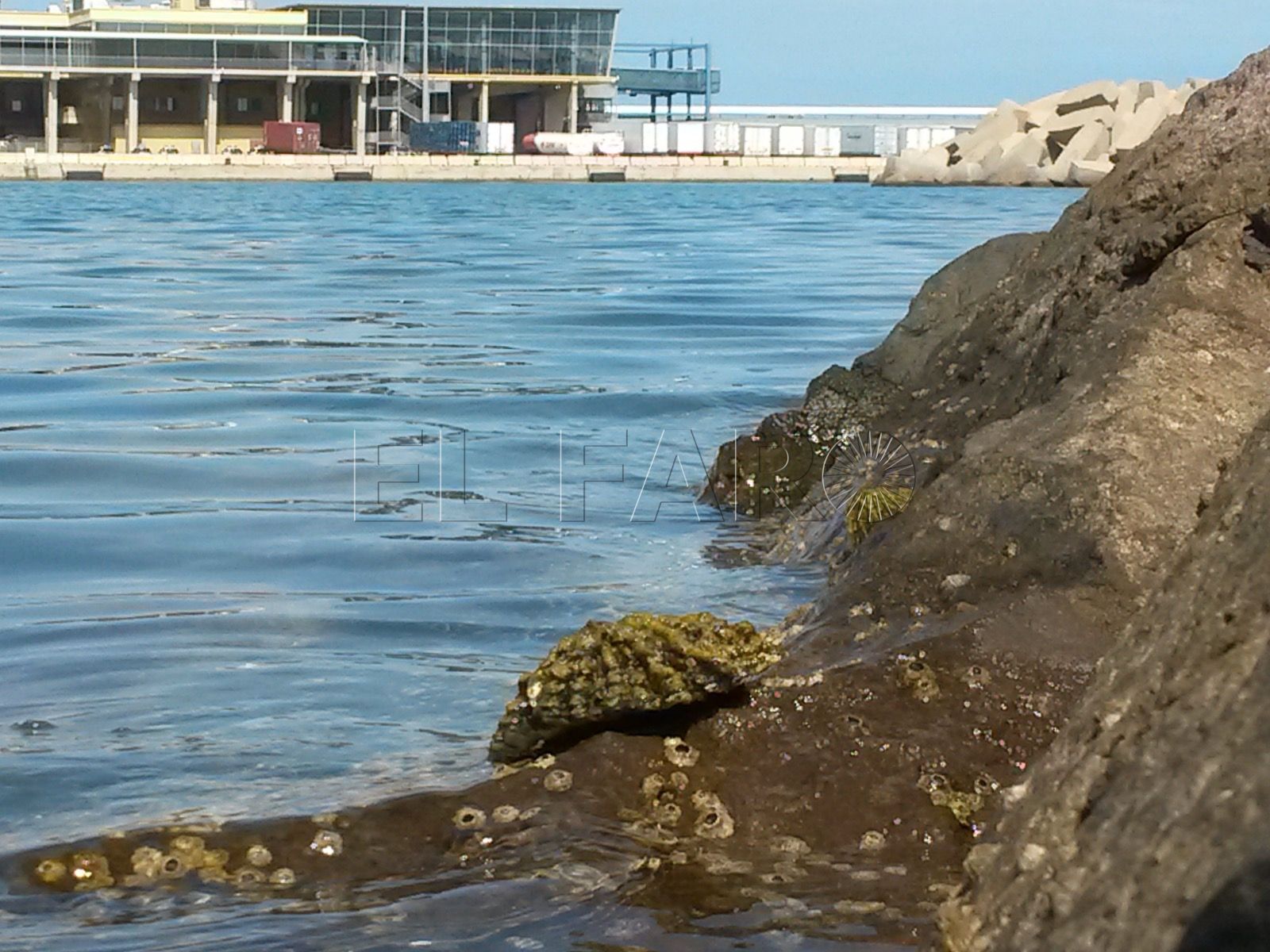 Guelaya denuncia que el vertido de combustible de julio afectó a la colonia de Patella ferruginea de Melilla