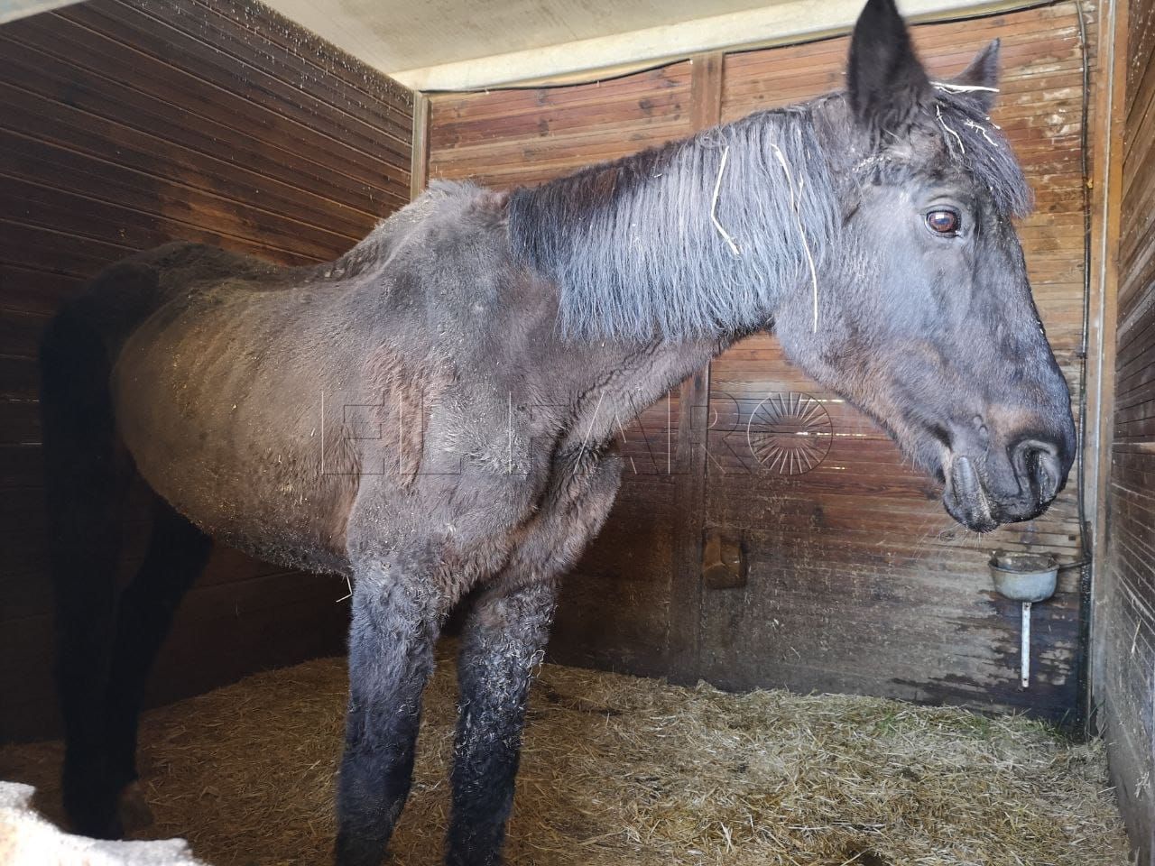Podemos denuncia ante el Seprona la situación de los animales de la Granja Escuela