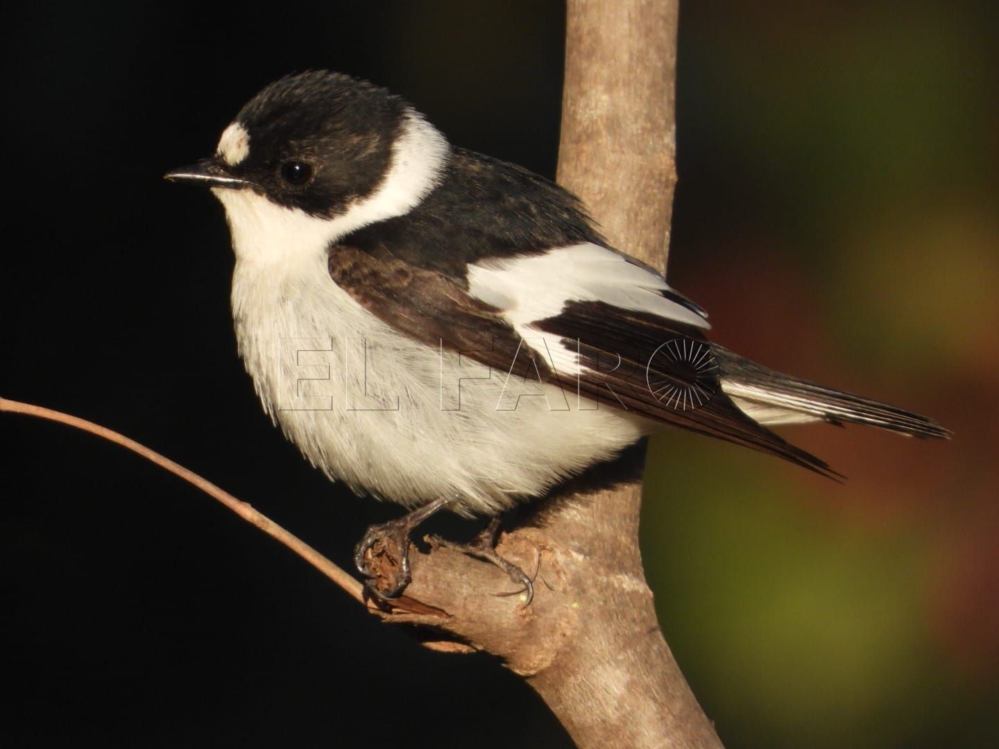 ¡Bimbo! Un raro visitante avistado en Melilla