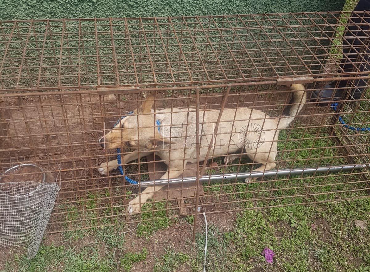 El servicio de laceros captura a uno de los perros vagabundos que causan molestias a los vecinos del centro