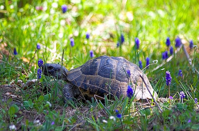 Saber cuidar la fauna es esencial: protocolo a seguir cuando se encuentra un animal en la calle