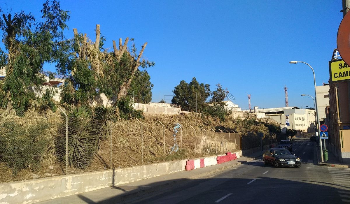 Ferrovial solicitó a Medio Ambiente talar 32 árboles del cuartel de Santiago