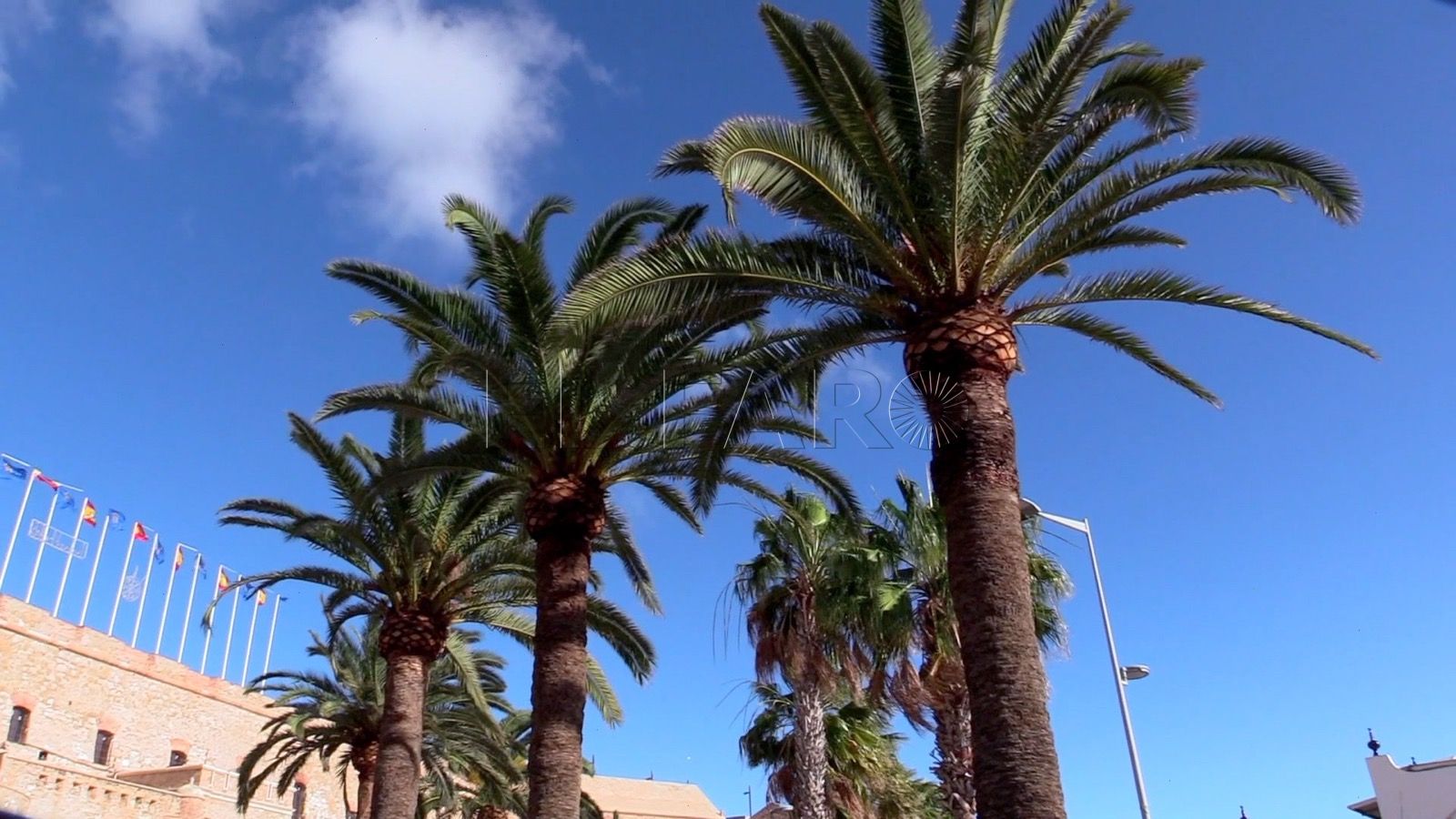 palmeras