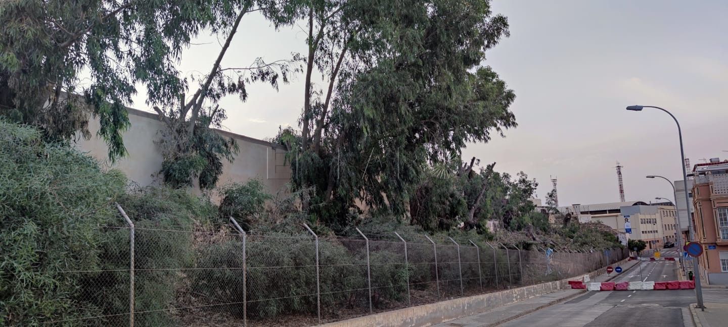Guelaya exige compensaciones ambientales por la eliminación de la arboleda del cuartel de Santiago