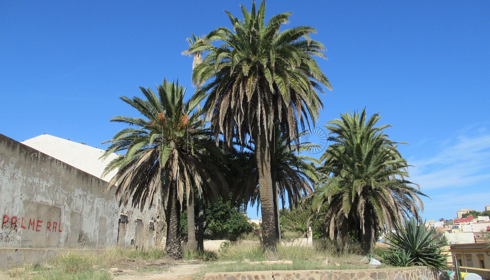 Un jardín histórico, en peligro en Melilla: en defensa de las palmeras centenarias de Santiago