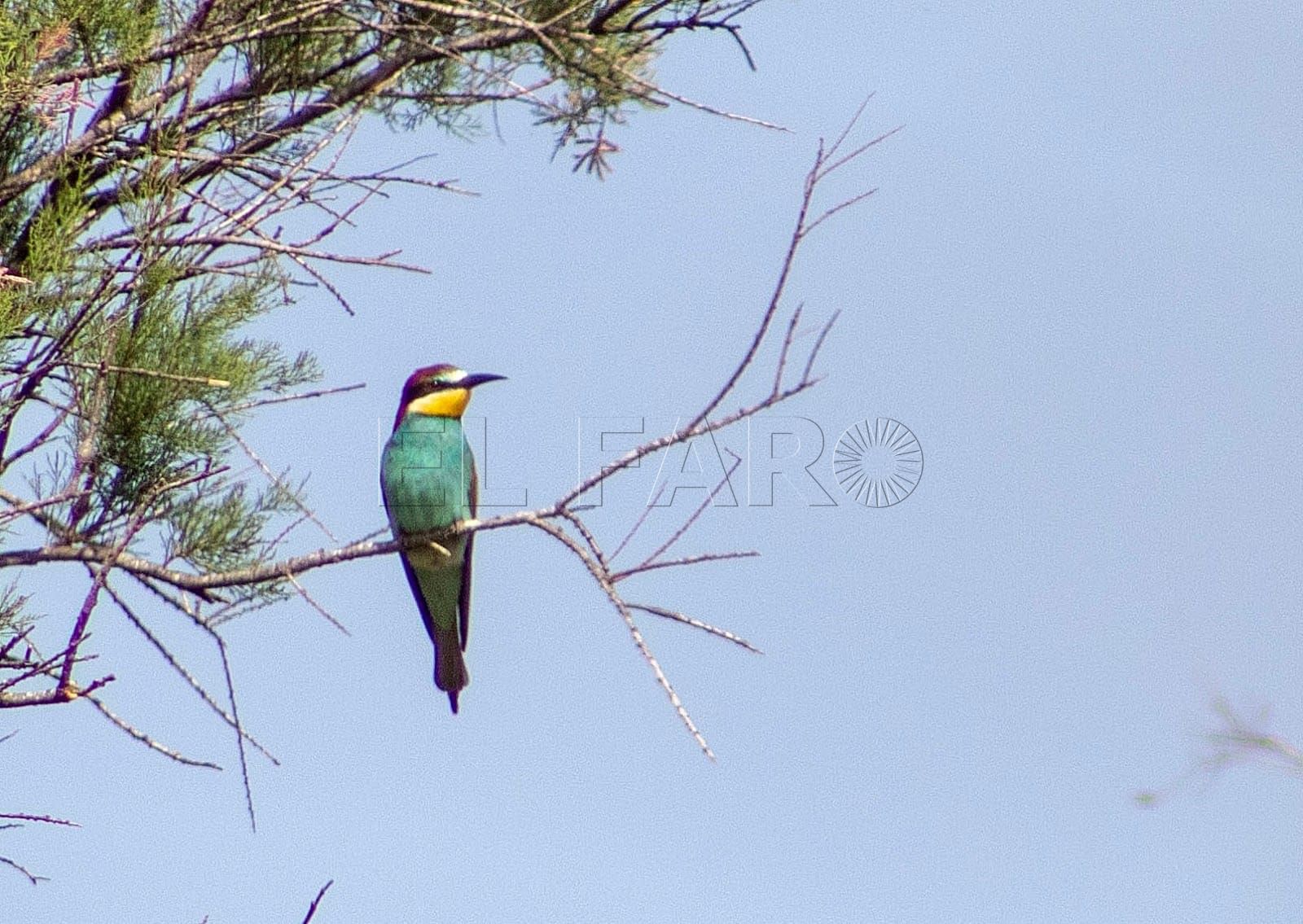 Comienza la migración postnupcial de aves con Melilla como faro