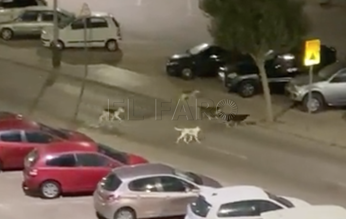 Veterinarios de Melilla aseguran que la rabia está a raya porque la frontera está cerrada