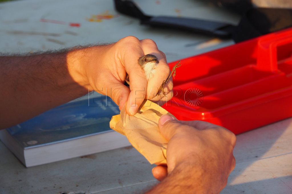 Melilla celebra el Día de las Aves con su primer anillamiento científico