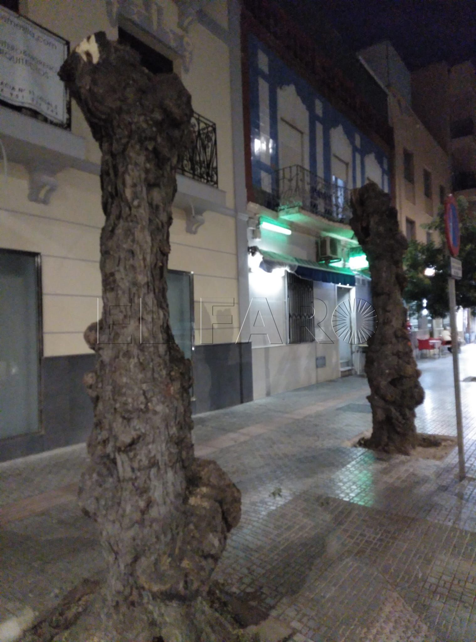 SEO Birdlife señala que el problema del deterioro de los árboles de Melilla es ambiental