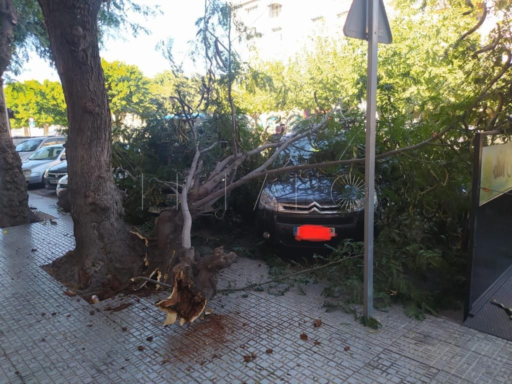 Tres coches dañados en Melilla por la caída de árboles en El Real