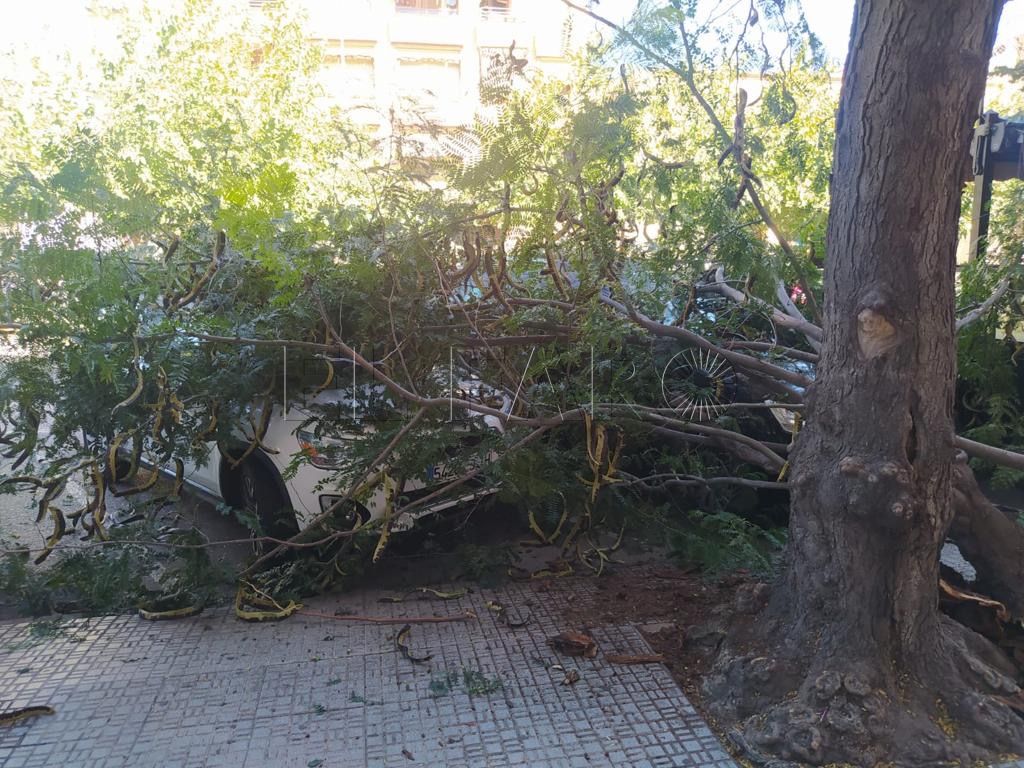 154 árboles con peligro de caída en Melilla serán sustituidos por nuevos ejemplares