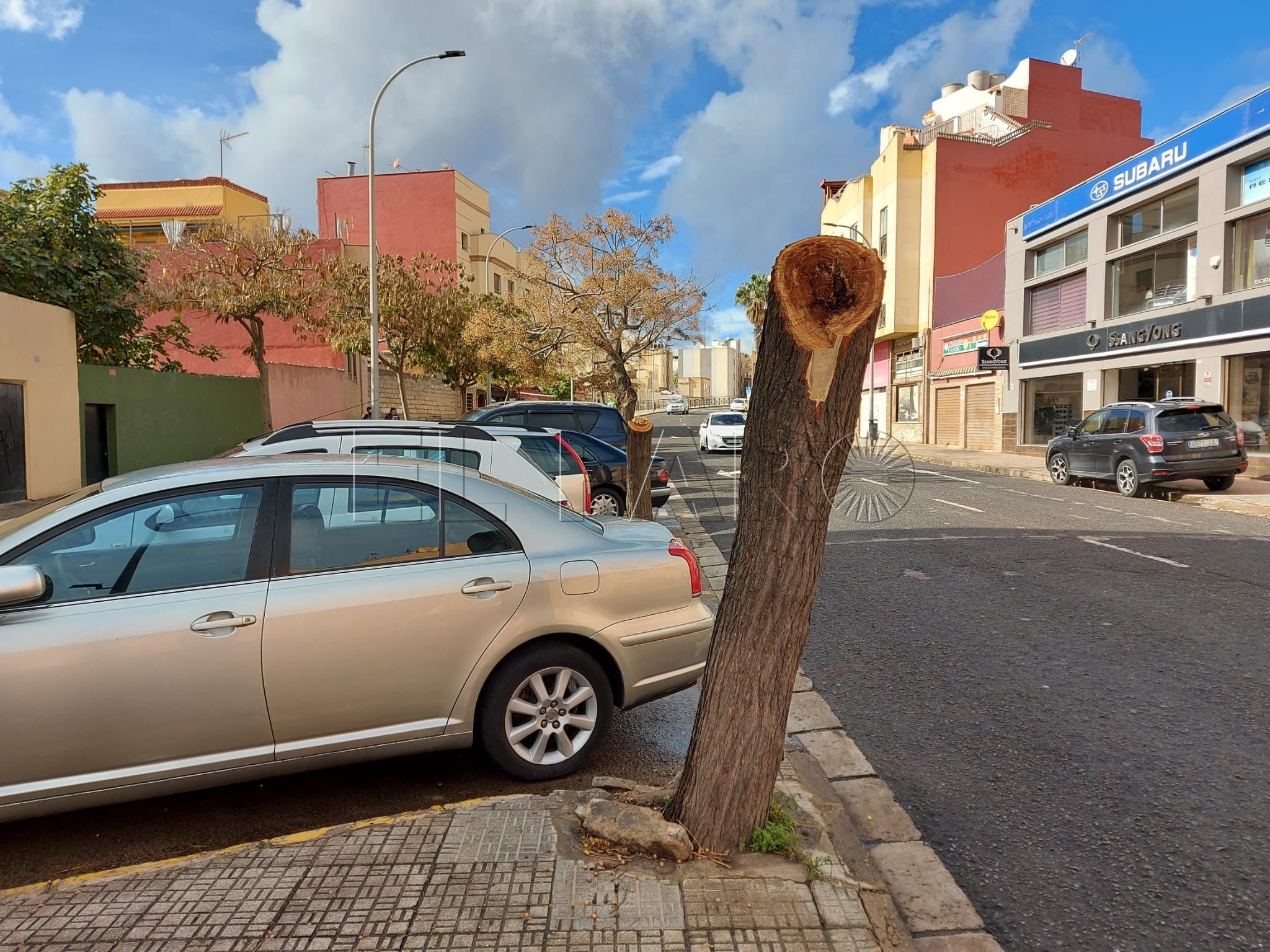 Medio Ambiente retira árboles de la avenida Donantes de Sangre por riesgo de caída