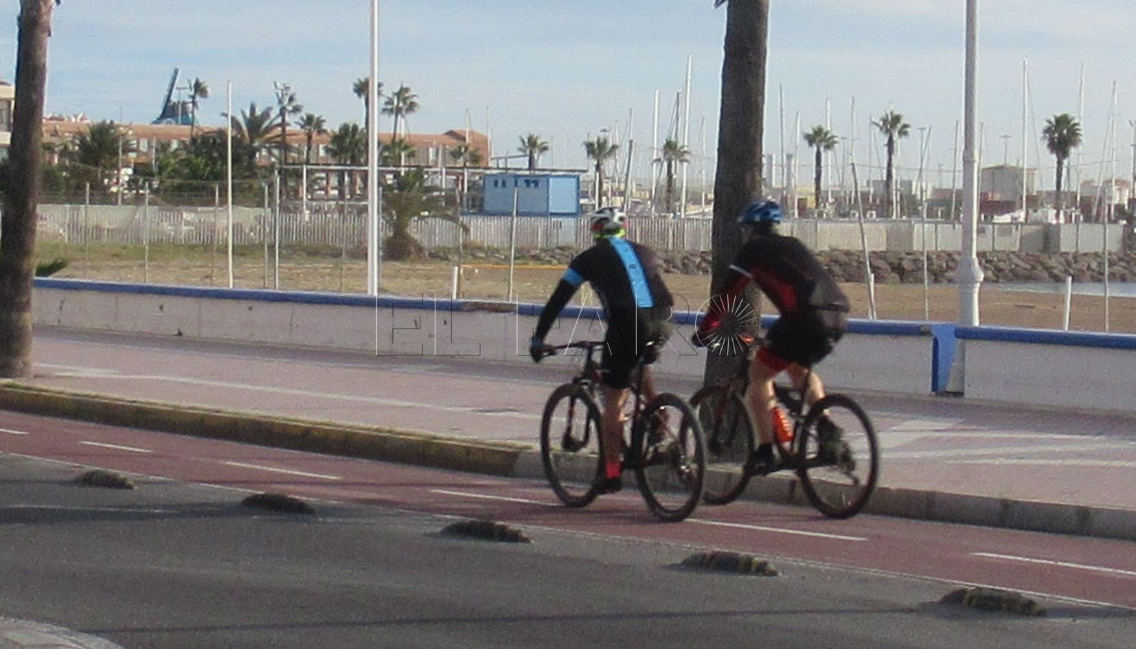 Infraestructuras afirma que se está analizando qué hacer con el arbolado de Caballerías