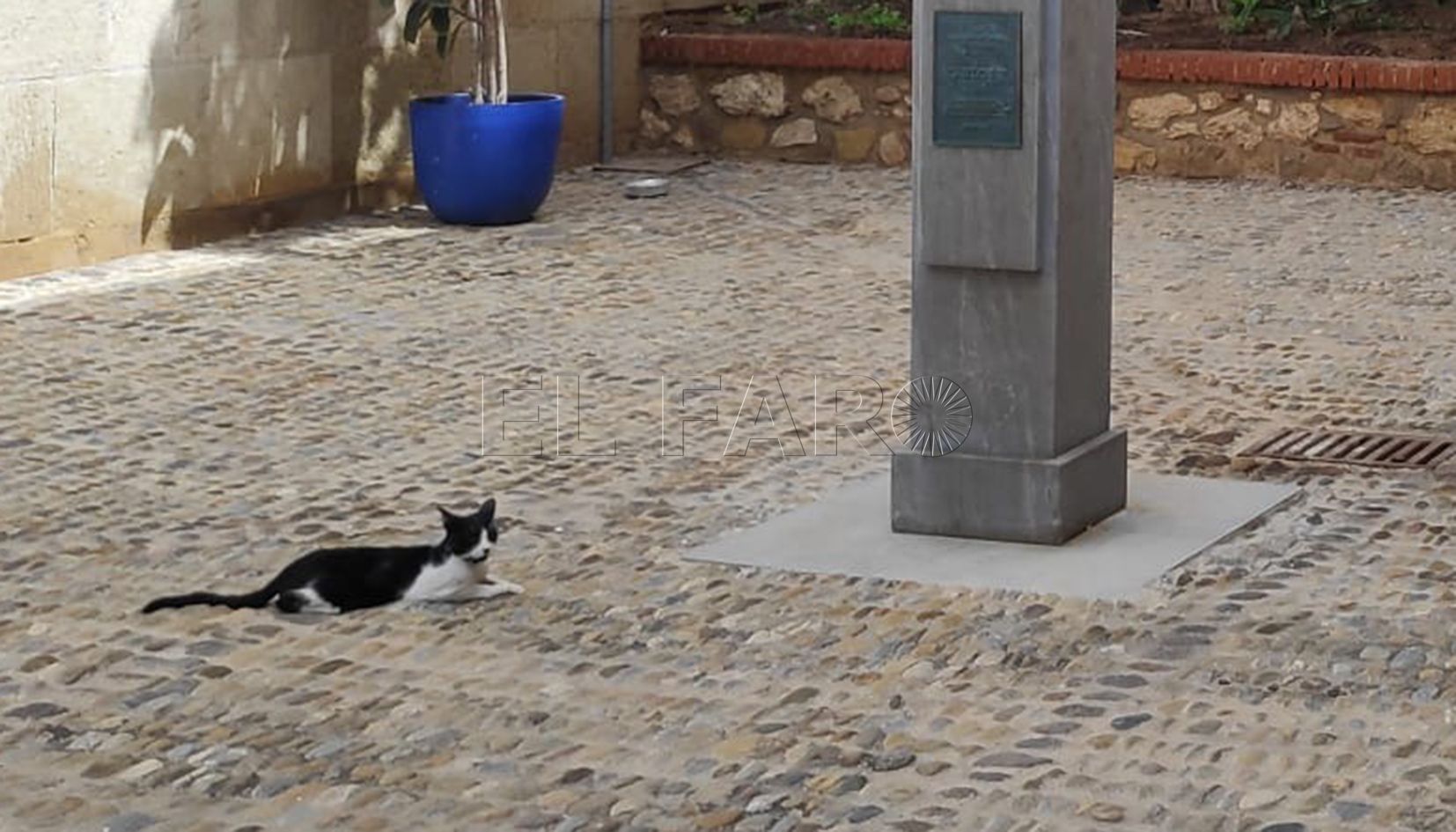 Melilla aprueba un plan de captura, esterilización y suelta para las colonias de gatos