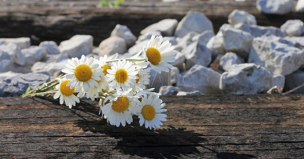 El teléfono 024: línea gratuita para atender tentativas de suicidio