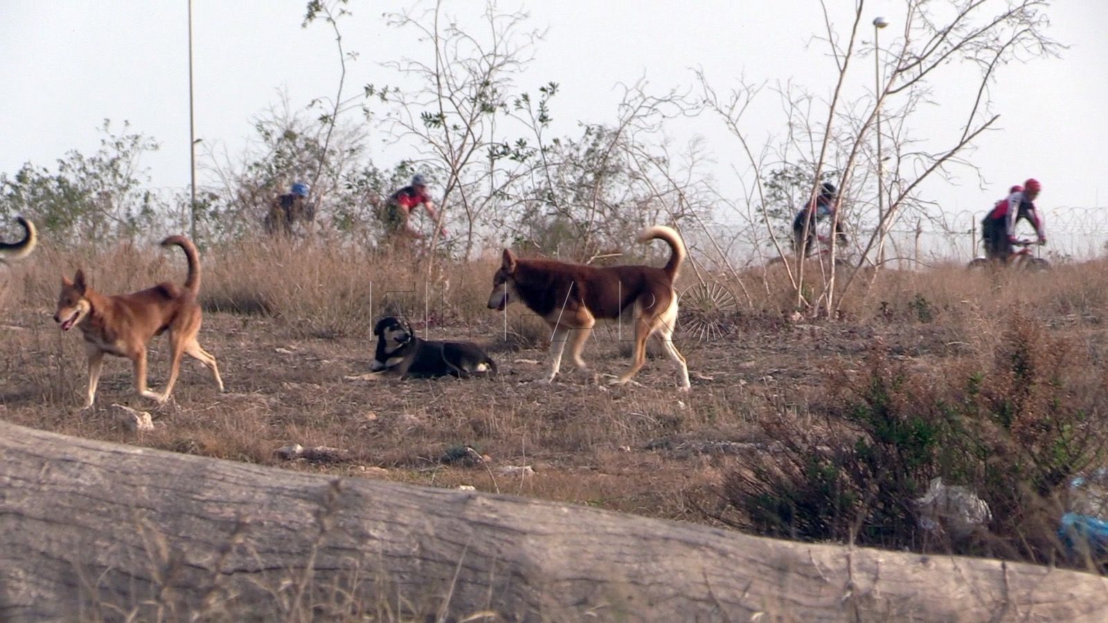 El Colegio de Veterinarios de Melilla cree que el brote de rabia "le ha estallado al Gobierno en las manos"