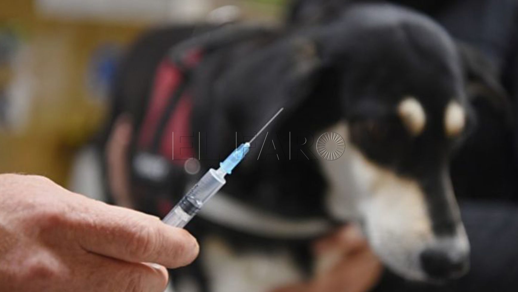 Maeso pide a la Policía Local que exija el calendario de vacunas a quien pasee a su perro en Melilla