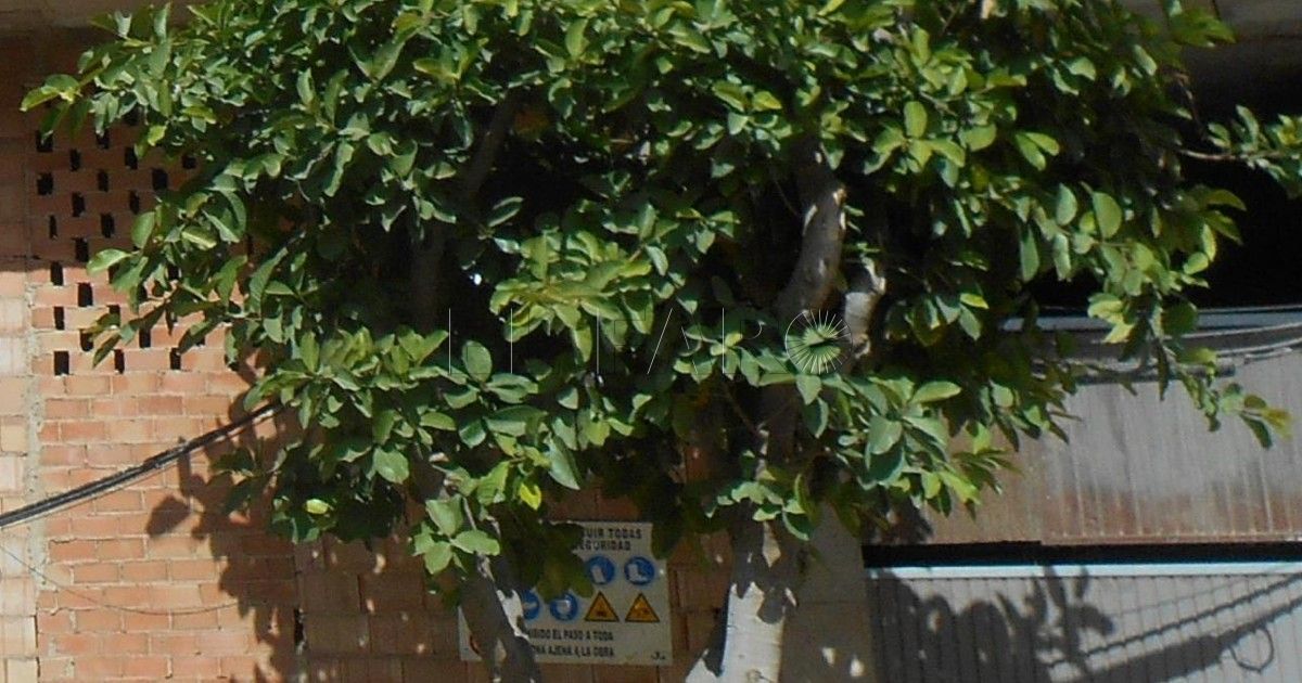 Los ecologistas elaboran una normativa para proteger el patrimonio natural de Melilla