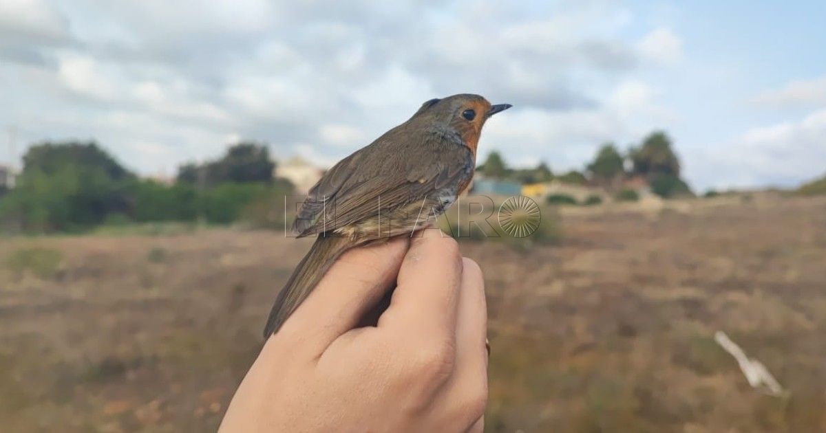 SEO BirdLife convoca a un anillamiento científico de aves en Melilla