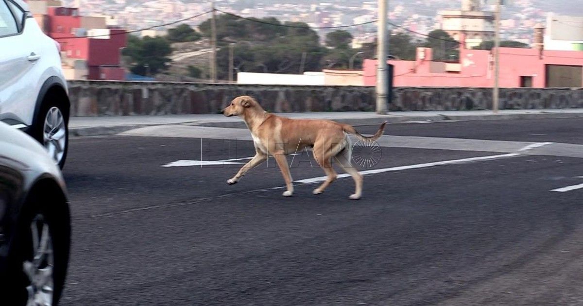 La lentitud de las decisiones políticas en Melilla