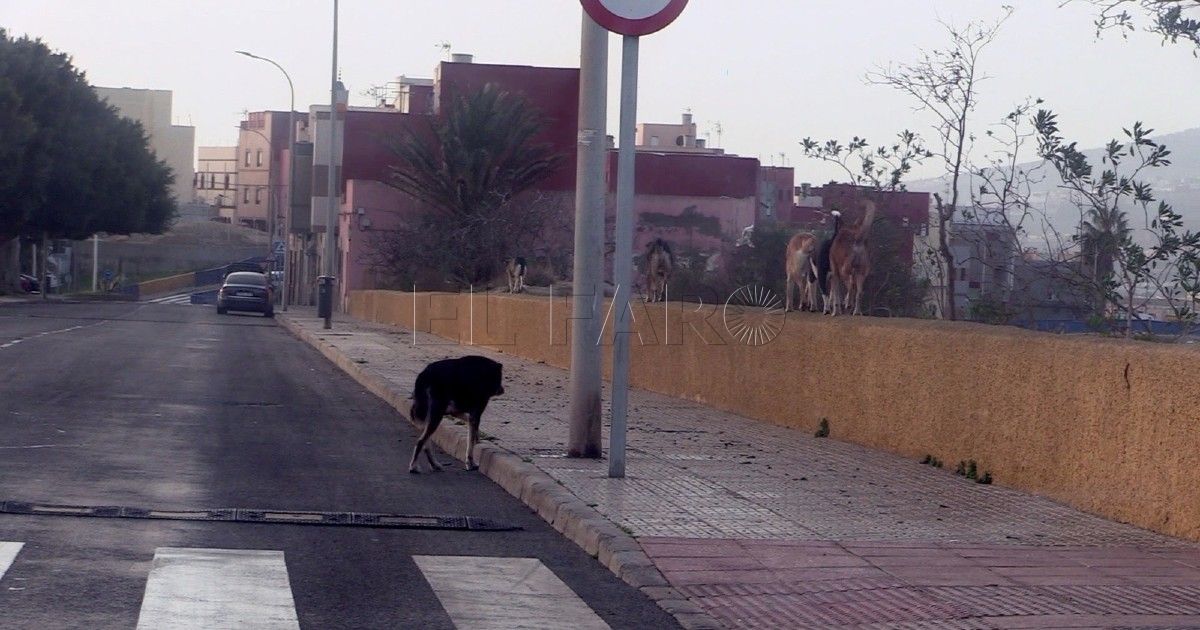 El presidente de los veterinarios de Melilla advierte del peligro de recoger perros de la calle