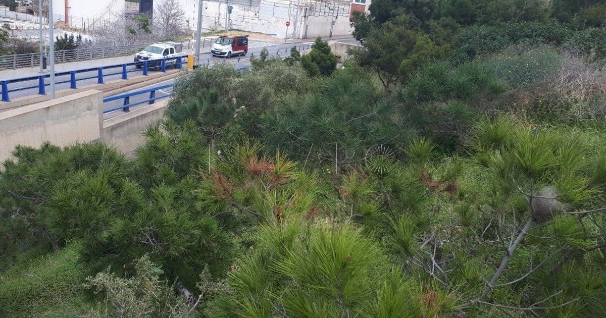 Guelaya convoca a la plantación de árboles en el Campus universitario de Melilla